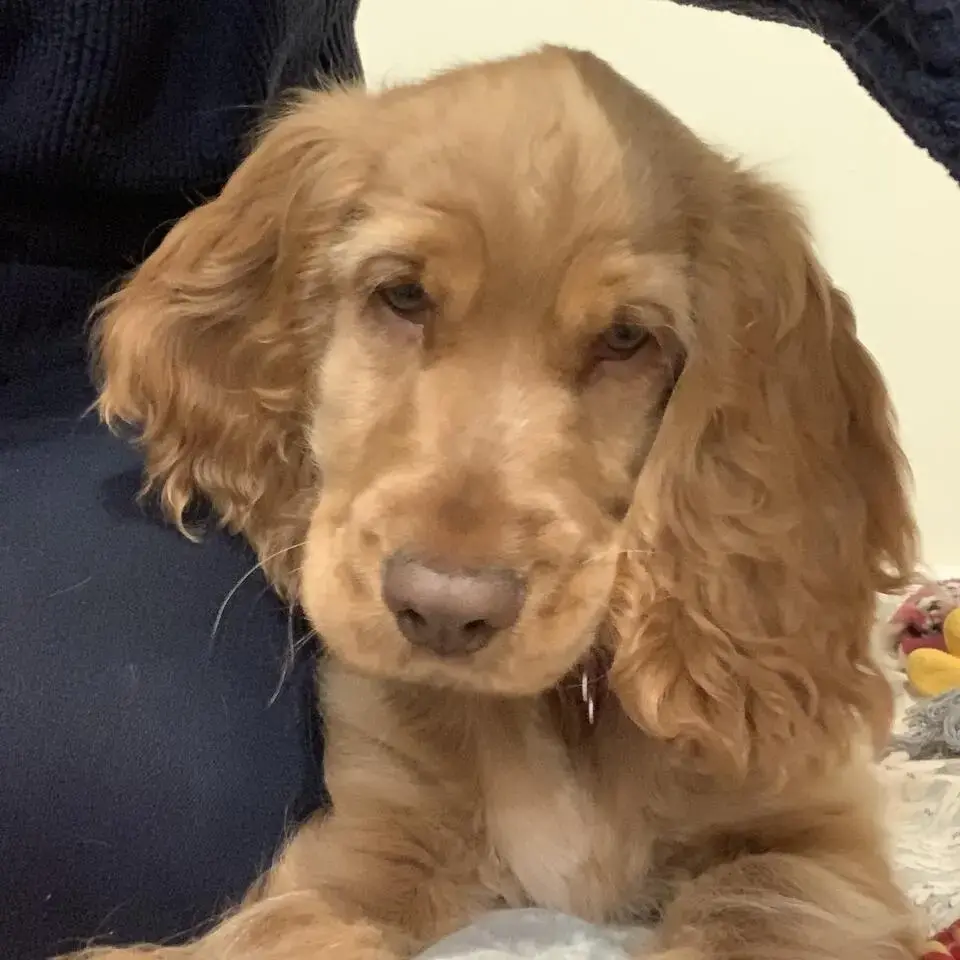 Cocker Spaniel (English)