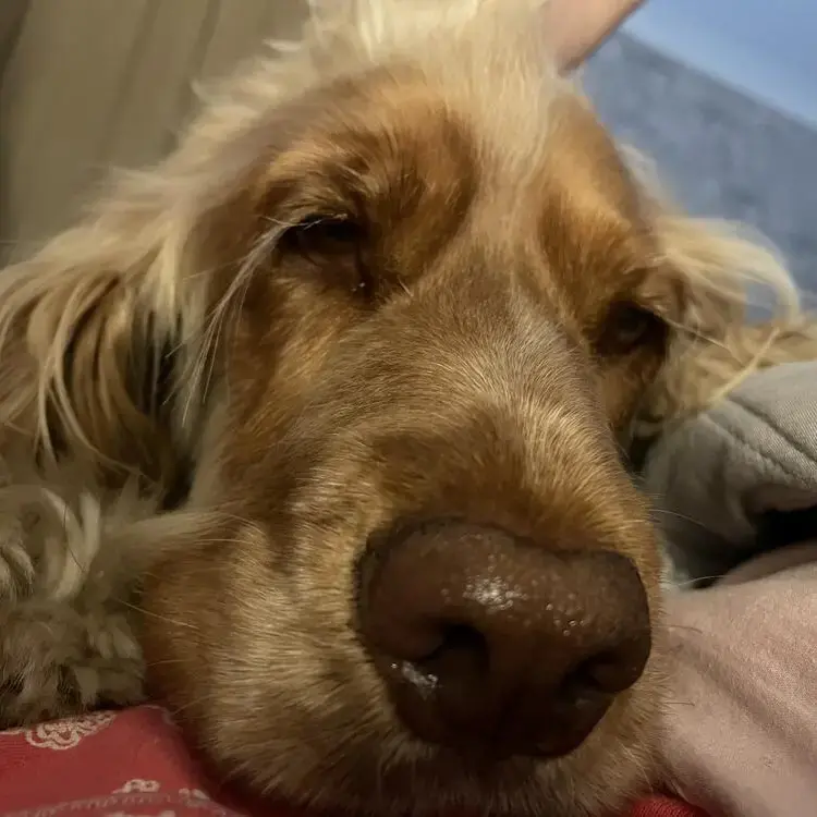 Cocker Spaniel (English)