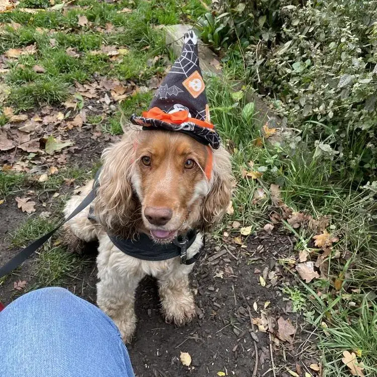 Cocker Spaniel (English)