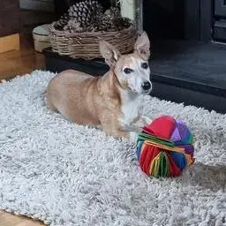 Jack Russell Terrier