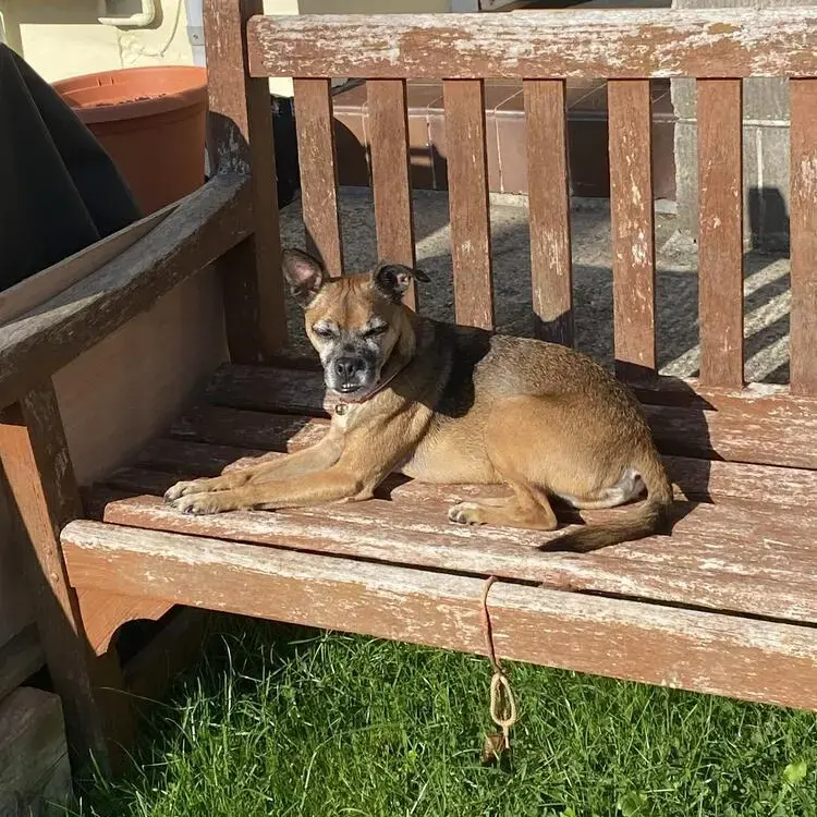 Border Terrier