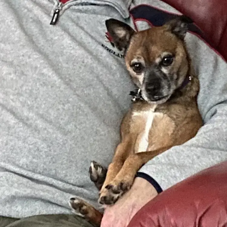 Border Terrier