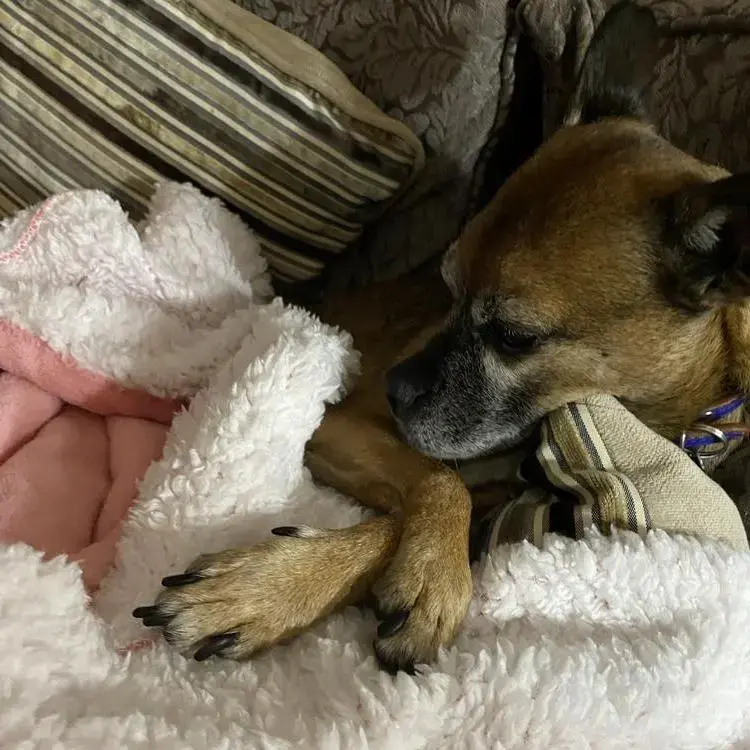 Border Terrier
