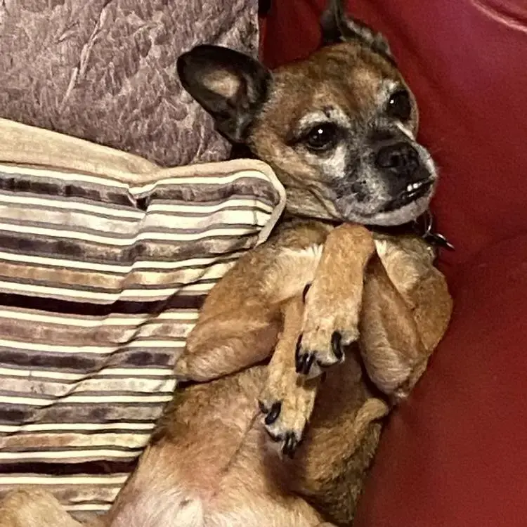 Border Terrier