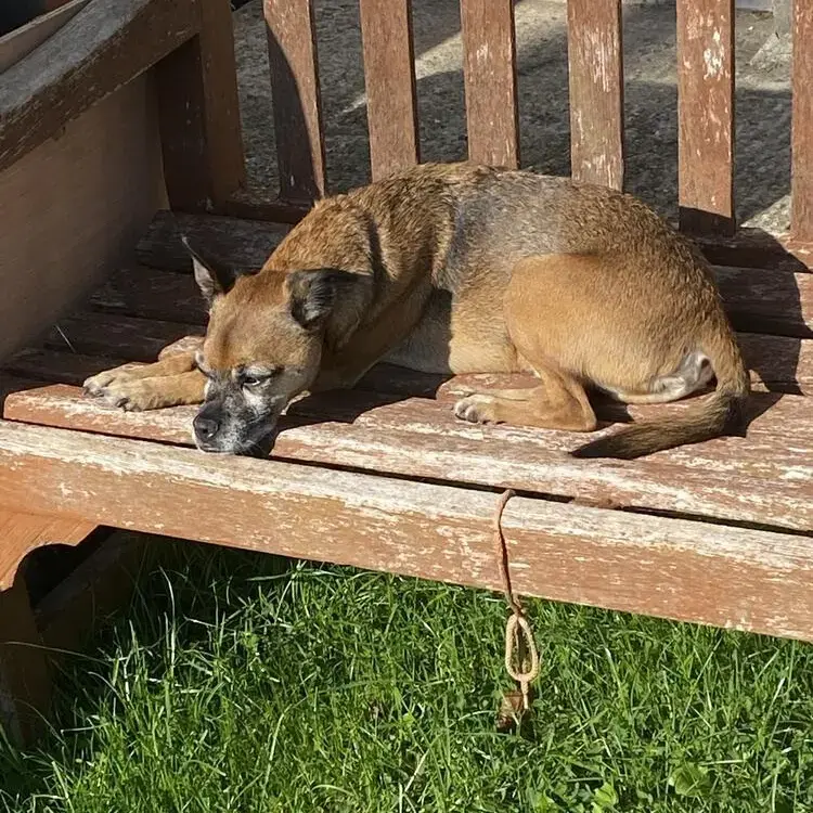 Border Terrier
