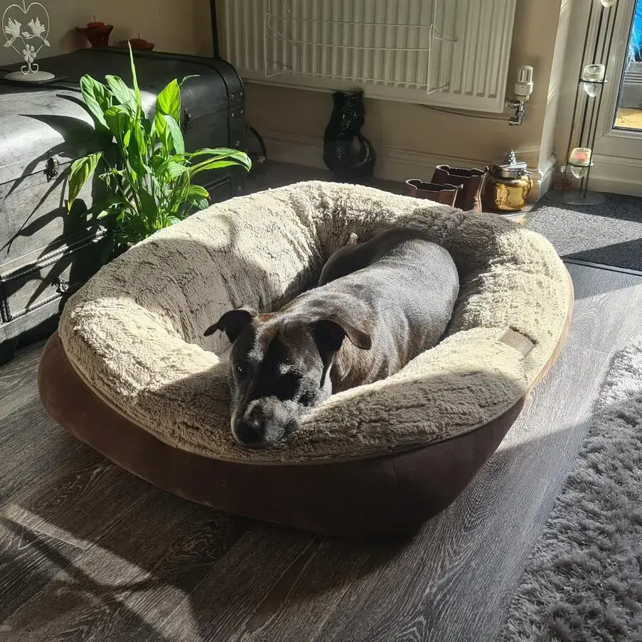 Staffordshire Bull Terrier