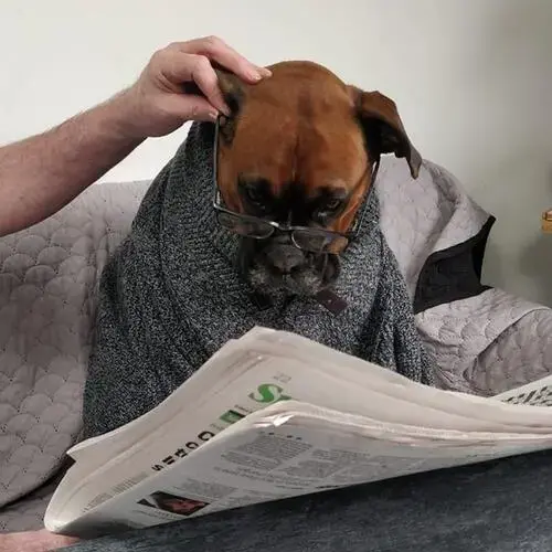 Boxer