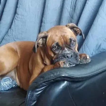 Boxer