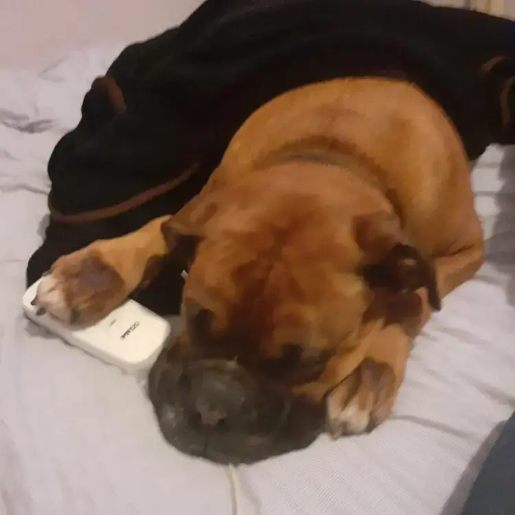 Boxer