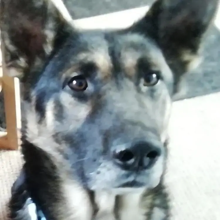German Shepherd Dog