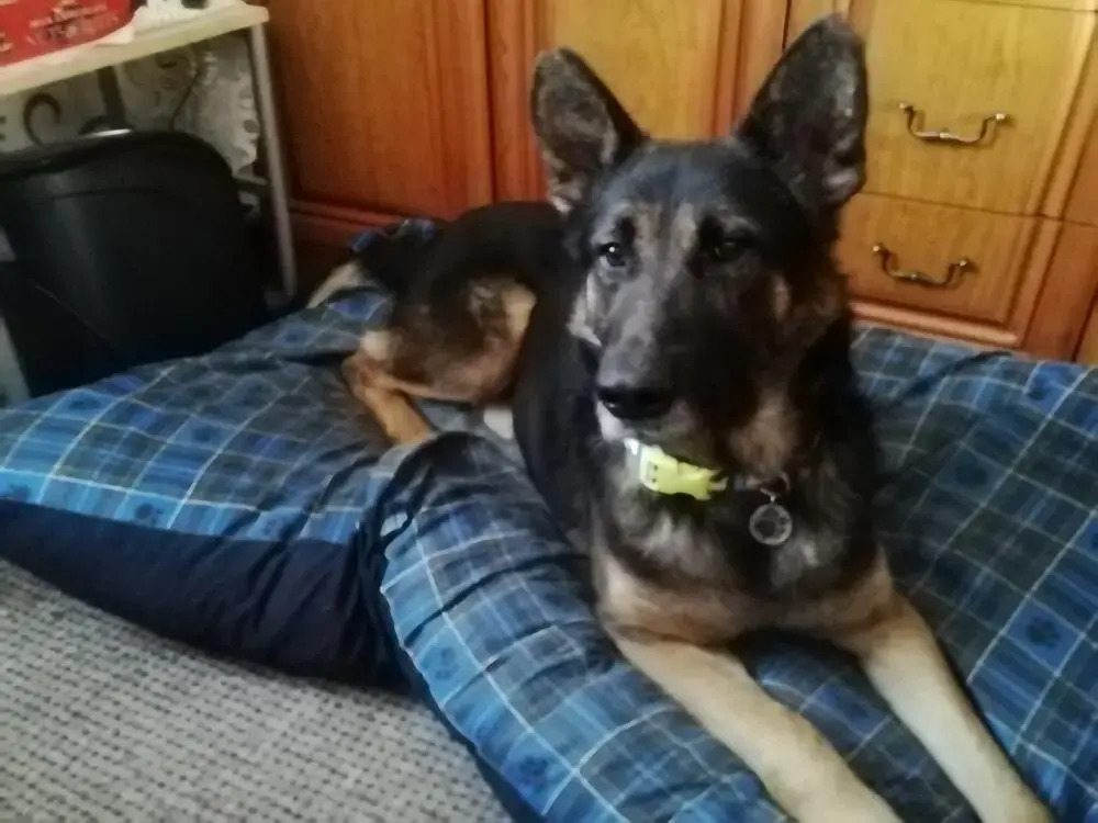 German Shepherd Dog