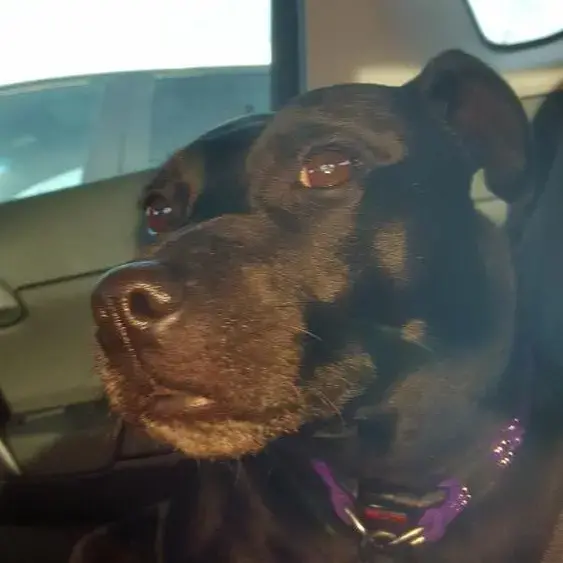 Staffordshire Bull Terrier