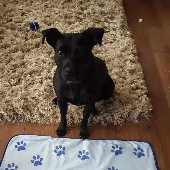 Staffordshire Bull Terrier