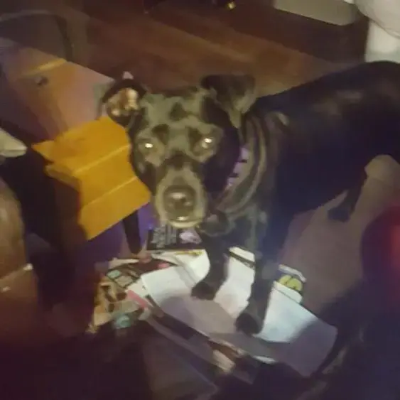 Staffordshire Bull Terrier