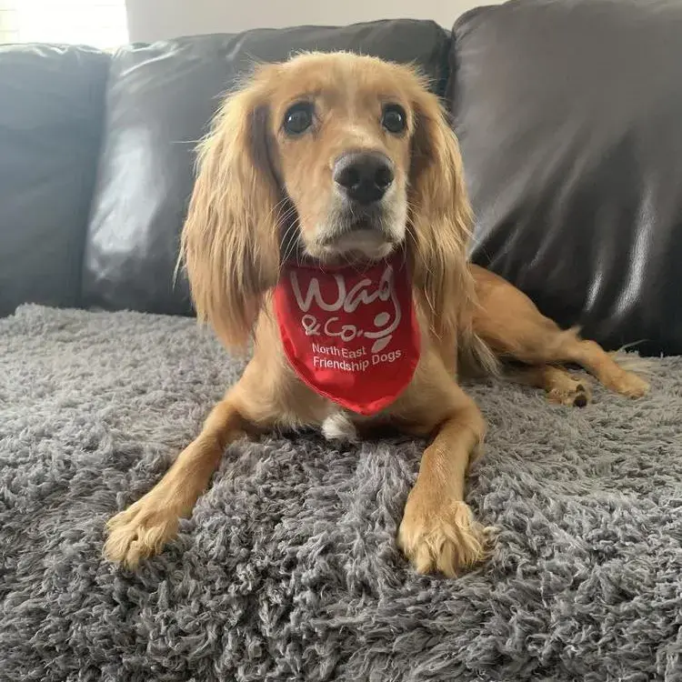 Cocker Spaniel (English)