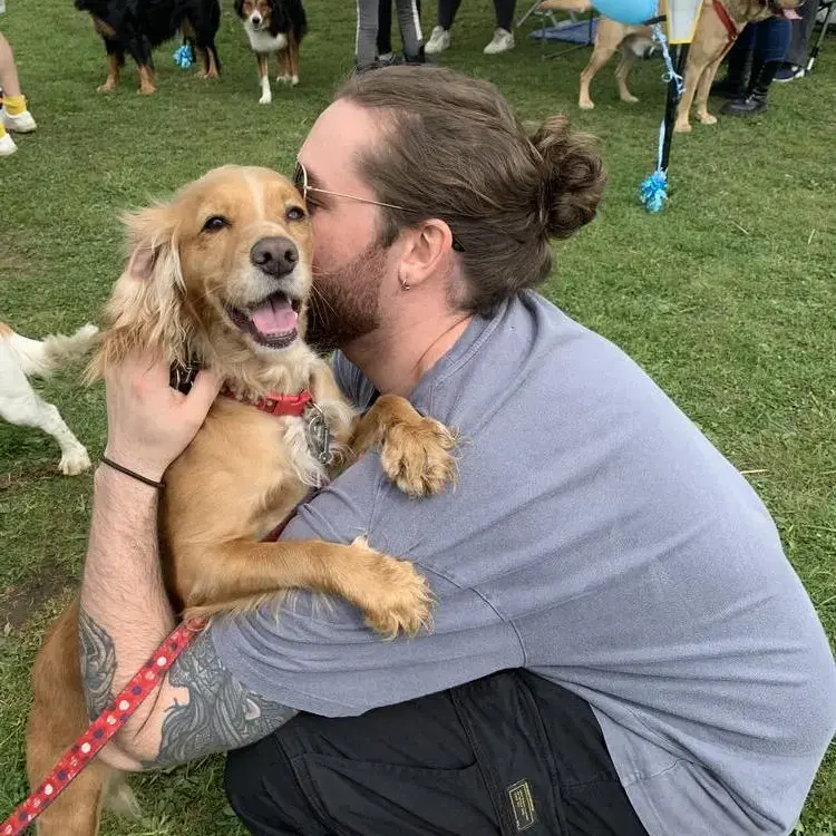 Cocker Spaniel (English)