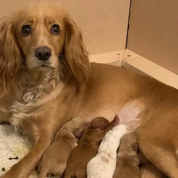 Cocker Spaniel (English)