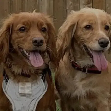Cocker Spaniel (English)