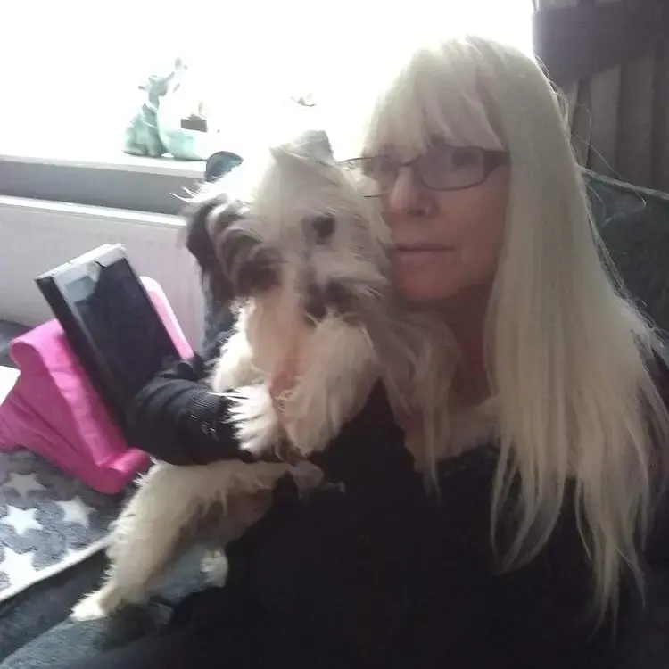 Bichon Frise