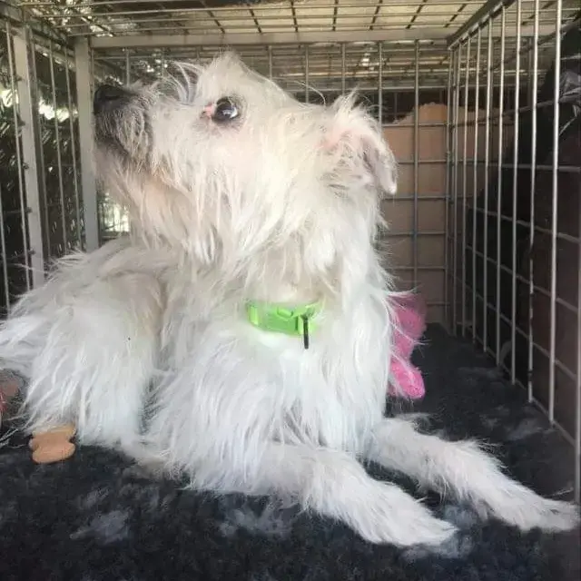 Bichon Frise
