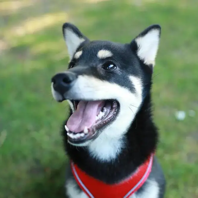 Japanese Shiba Inu