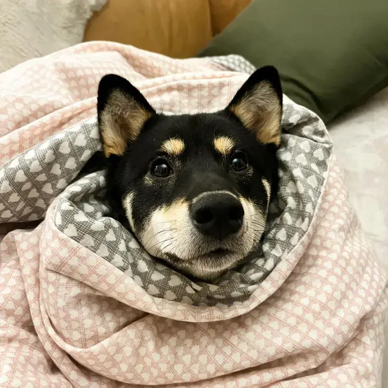 Japanese Shiba Inu