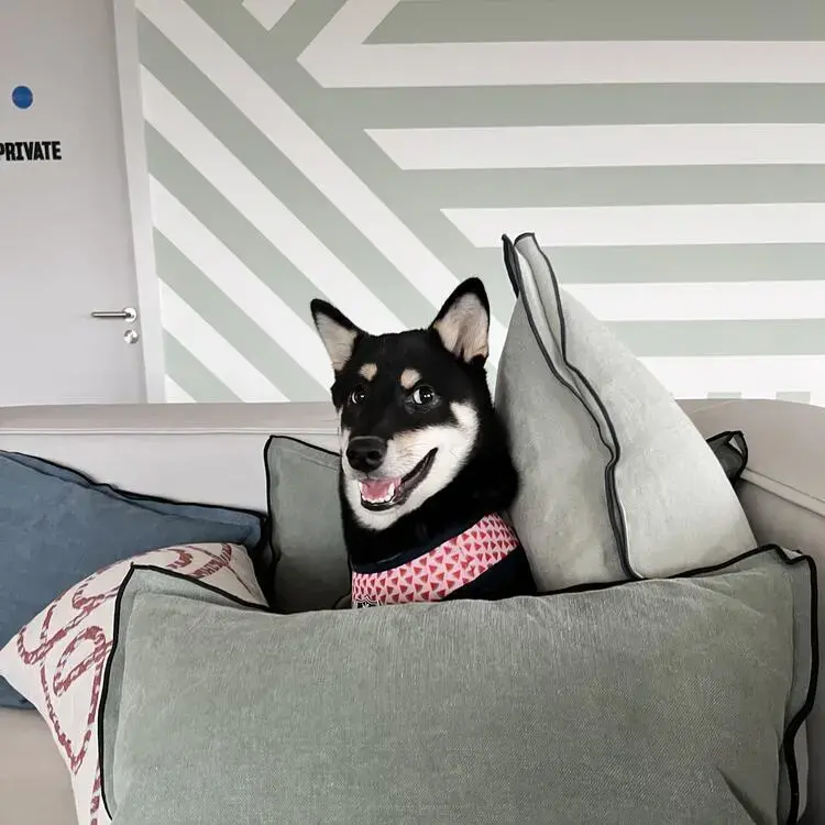 Japanese Shiba Inu