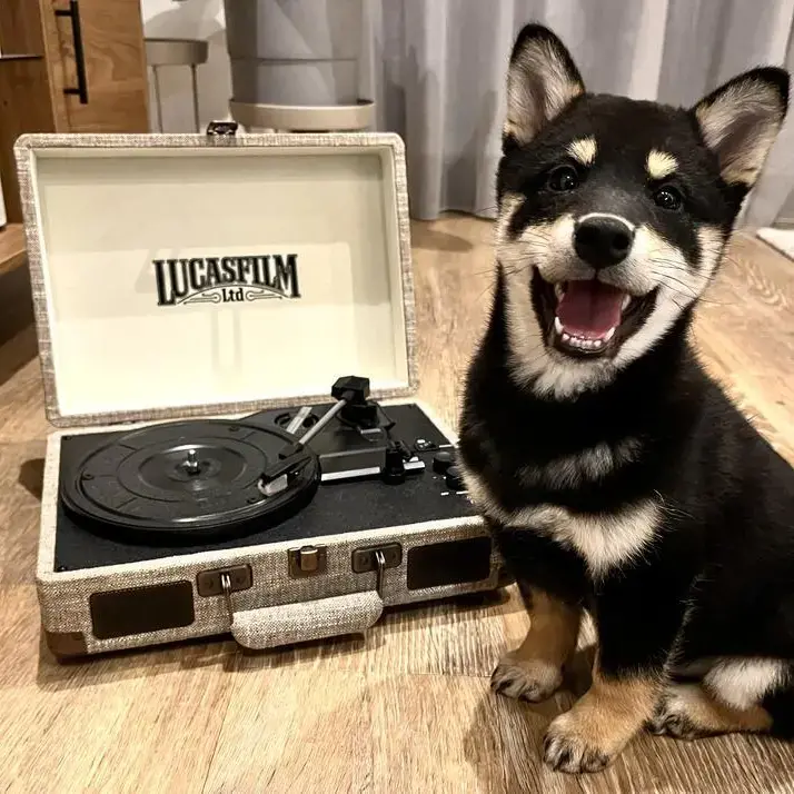 Japanese Shiba Inu