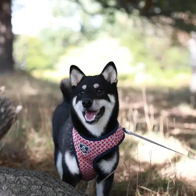 Japanese Shiba Inu