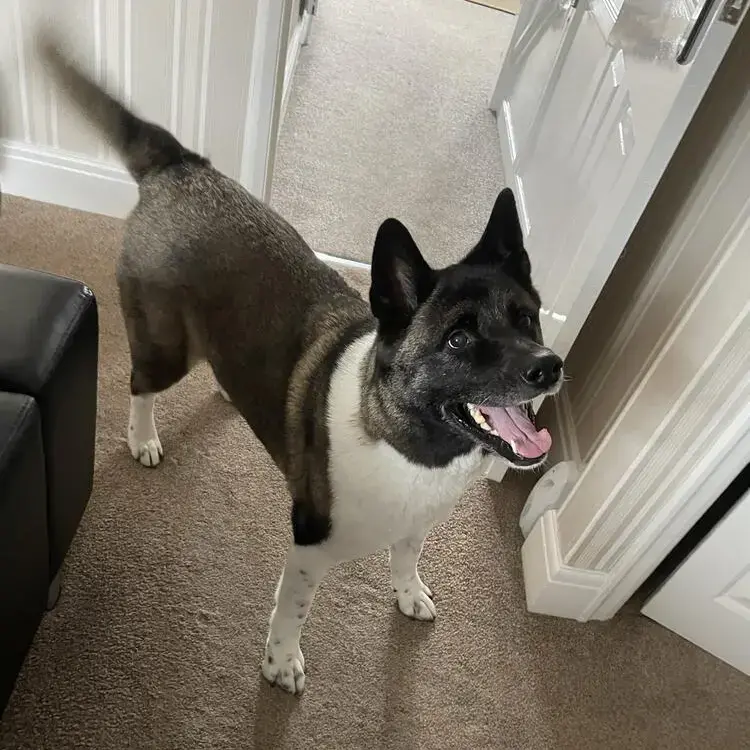 Japanese Akita