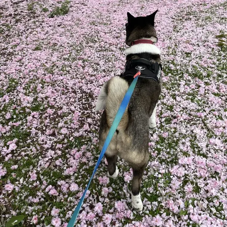 Japanese Akita