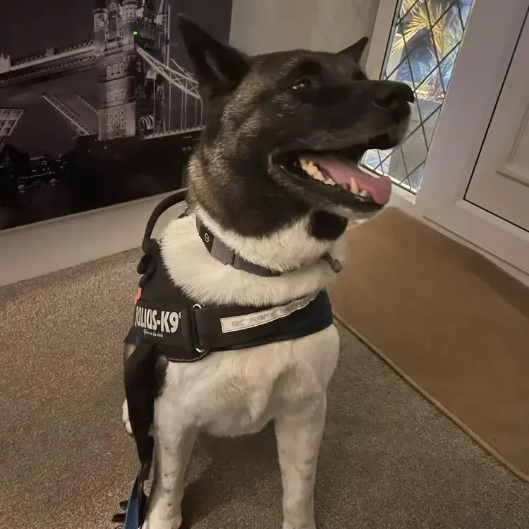 Japanese Akita