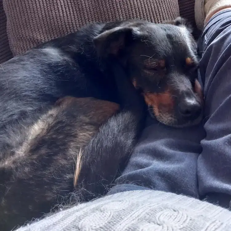 Rottweiler