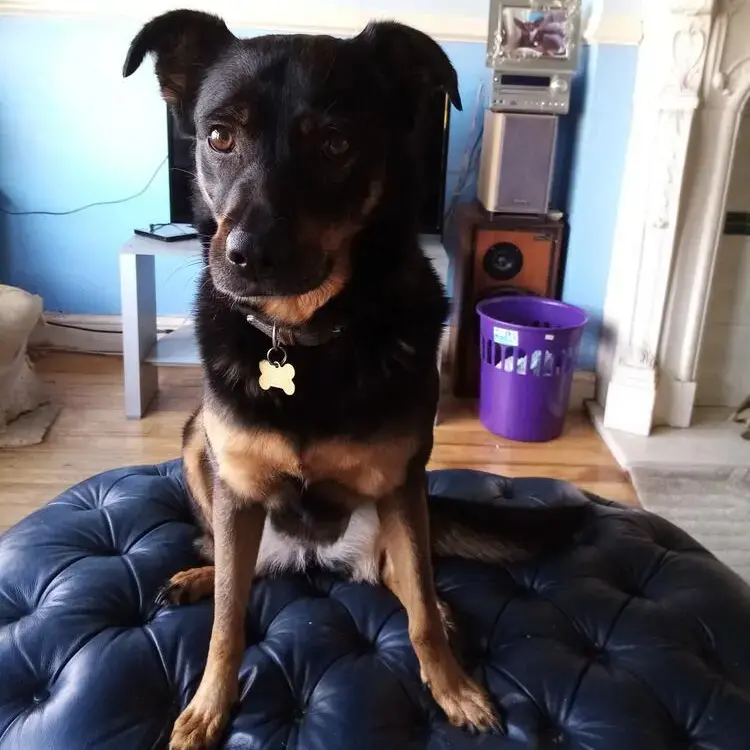 Rottweiler