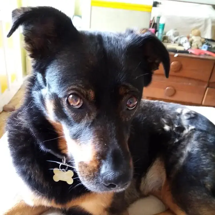 Rottweiler
