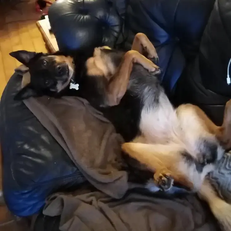 Rottweiler