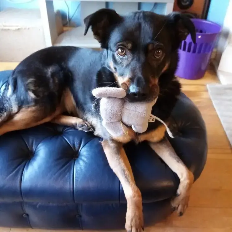Rottweiler