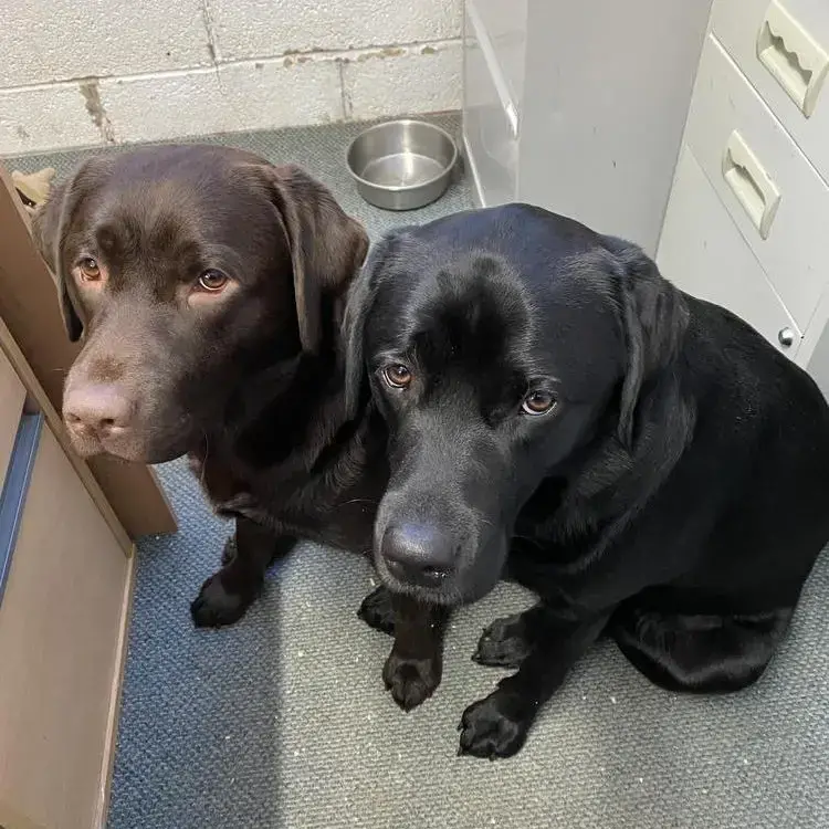 Labrador Retriever