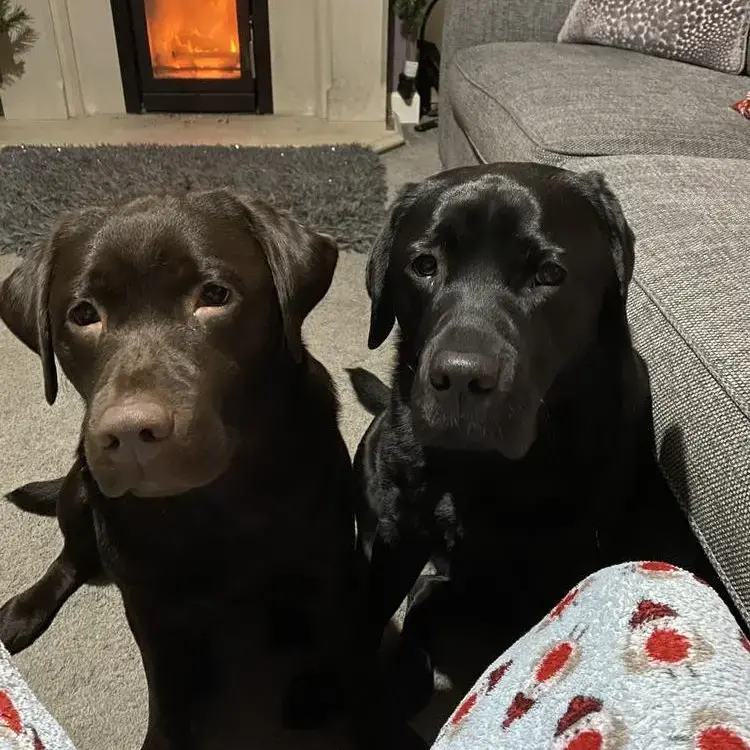Labrador Retriever