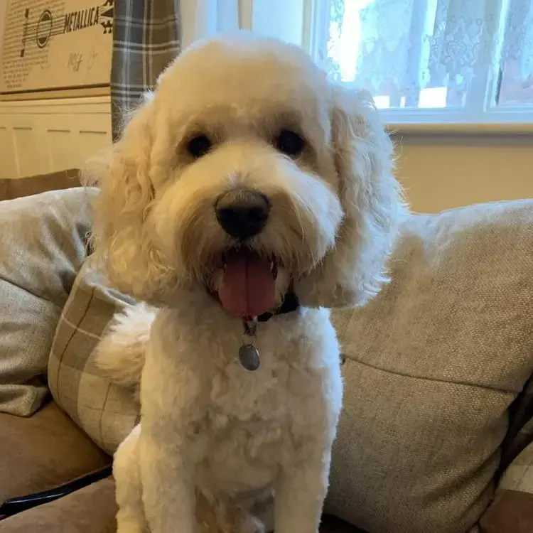 Cockapoo