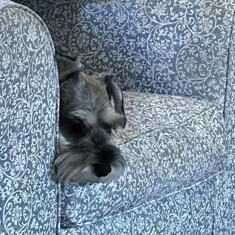 Schnauzer (Miniature)