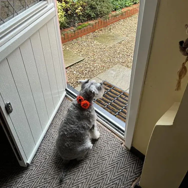 Schnauzer (Miniature)