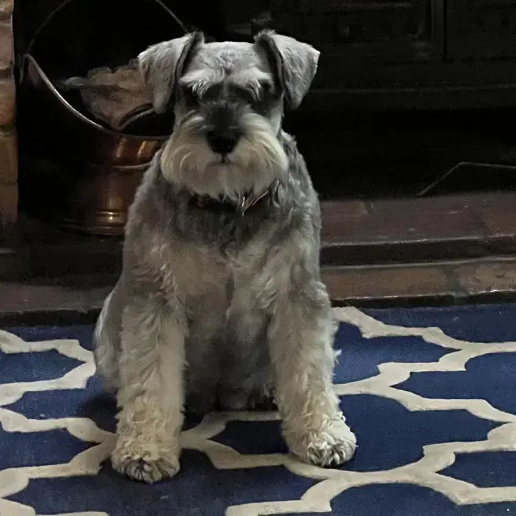 Schnauzer (Miniature)