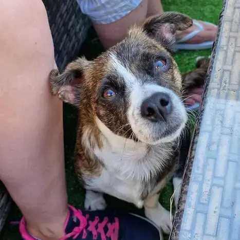 Jack Russell Terrier