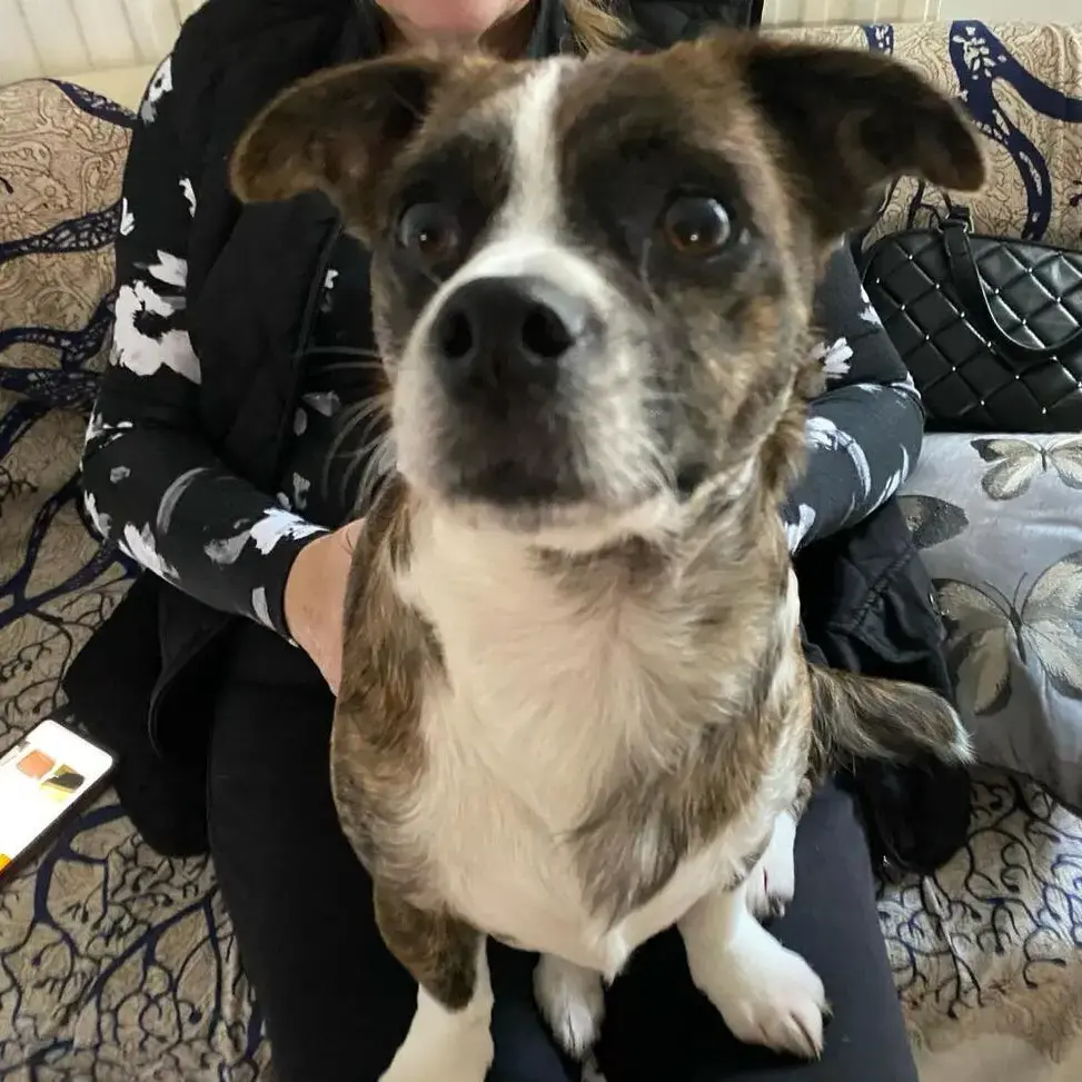 Jack Russell Terrier