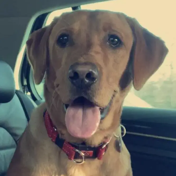 Labrador Retriever