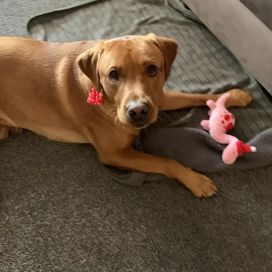 Labrador Retriever
