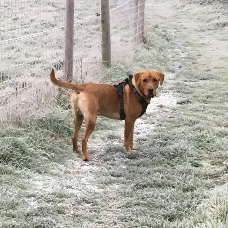 Labrador Retriever