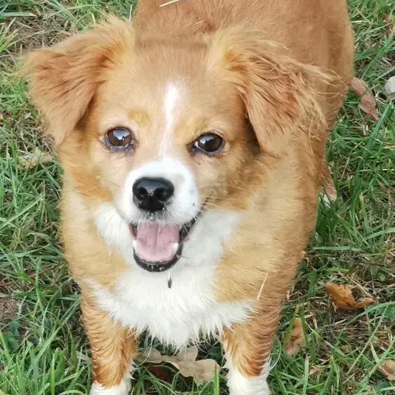 Chihuahua (Long Coat)