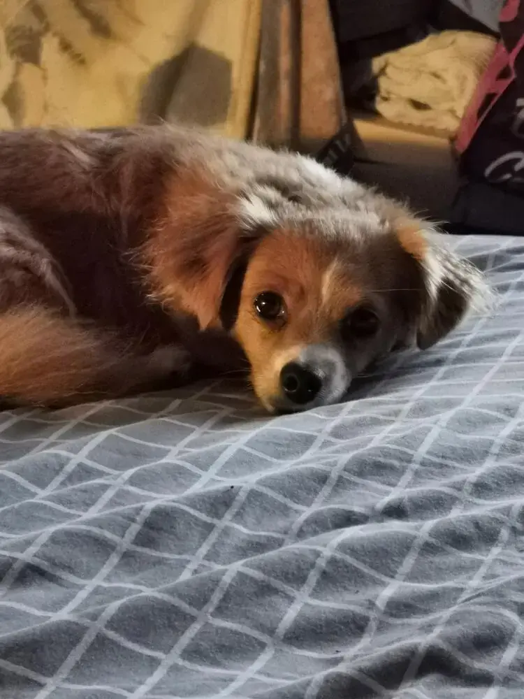 Chihuahua (Long Coat)